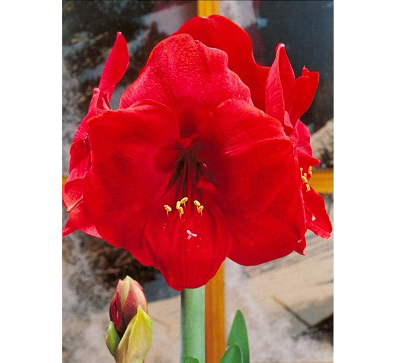 Red_Lion  紅獅