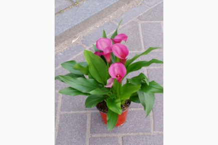 Santa Fe  圣達(dá)菲